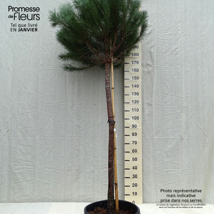 Esimerkki talvella toimitetusta Pinja - Pinus pinea 50 litran/55 litran ruukku, Runko-taimesta