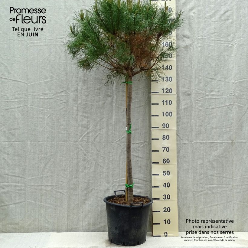 Esimerkki keväällä toimitetusta Pinja - Pinus pinea Pot de 50L/55L, Tige-taimesta