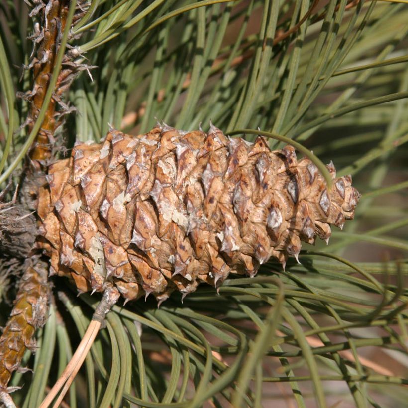 Keltamänty - Pinus ponderosa (Sadonkorjuu)