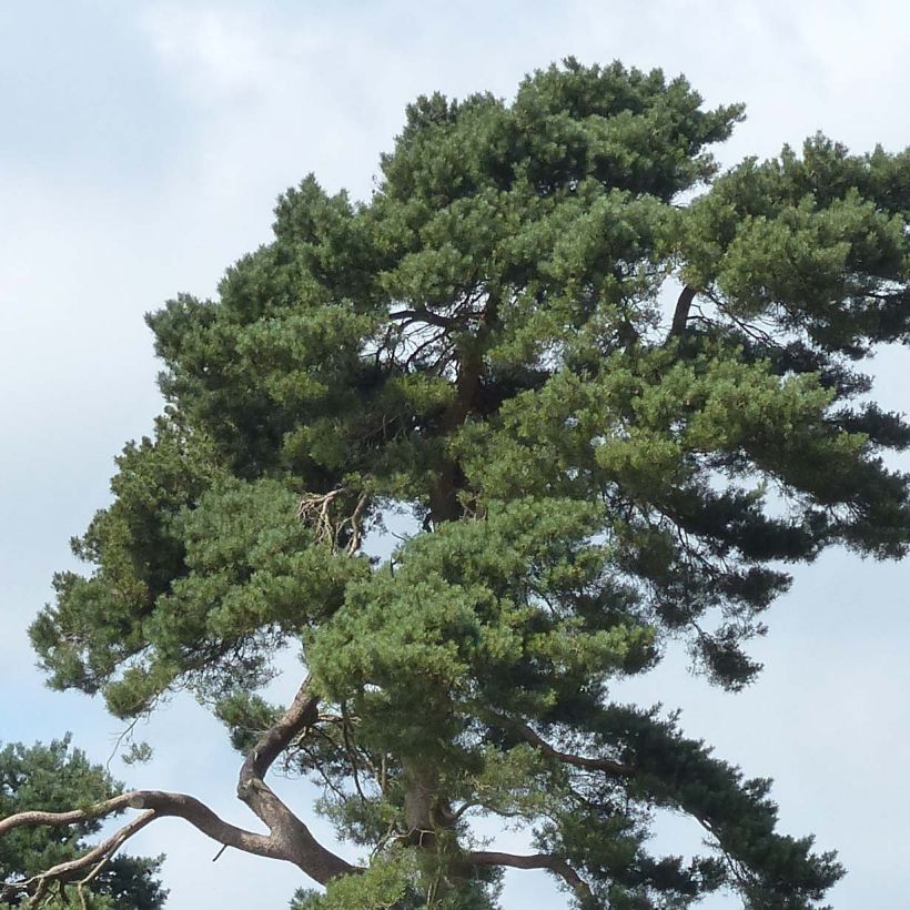 Mänty - Pinus sylvestris (Lehvistö)