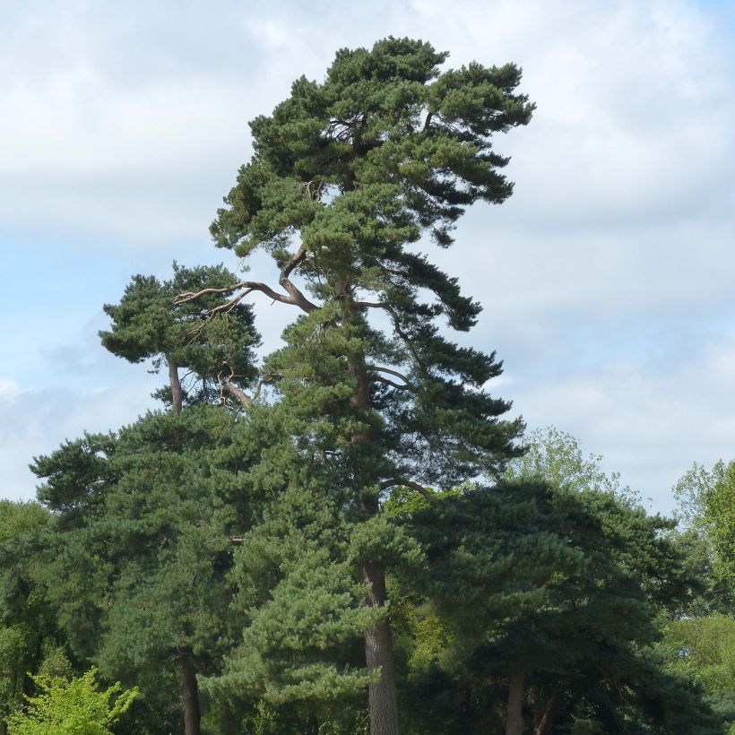 Mänty - Pinus sylvestris (Kasvutapa)