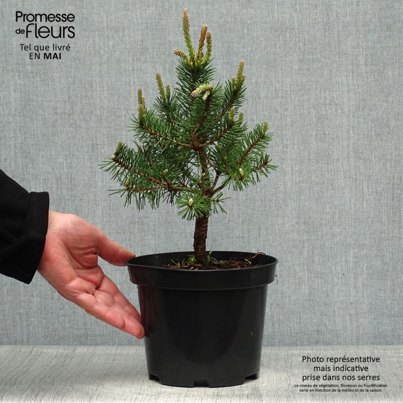 Esimerkki keväällä toimitetusta Mänty Sandringham Pot de 2L/3L-taimesta