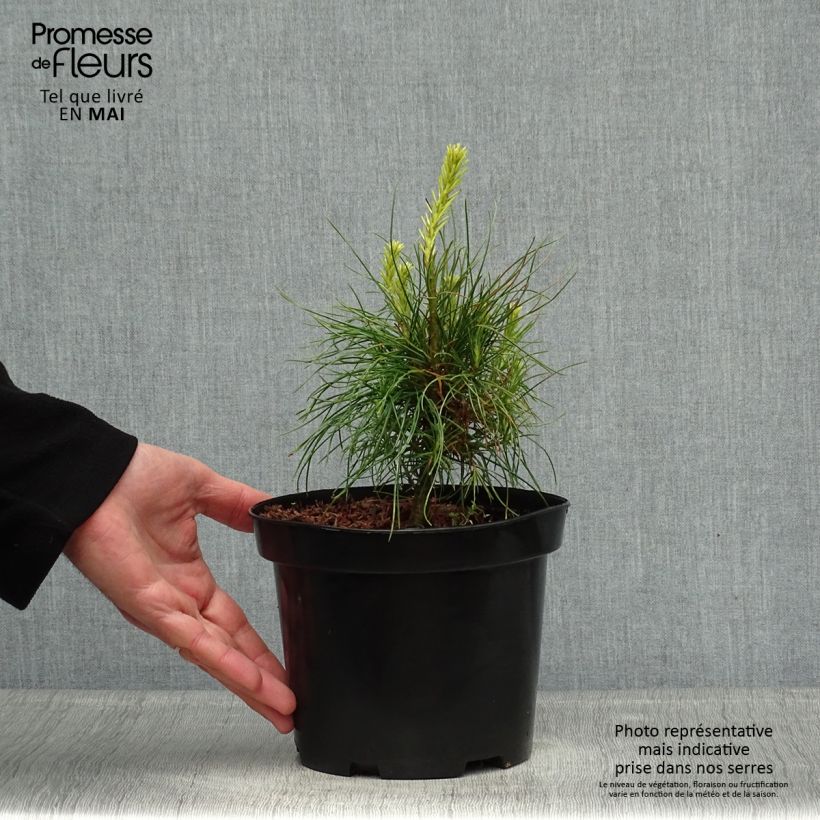 Esimerkki keväällä toimitetusta Kyynelmänty - Pinus wallichiana Ruukku 3L / 4L-taimesta