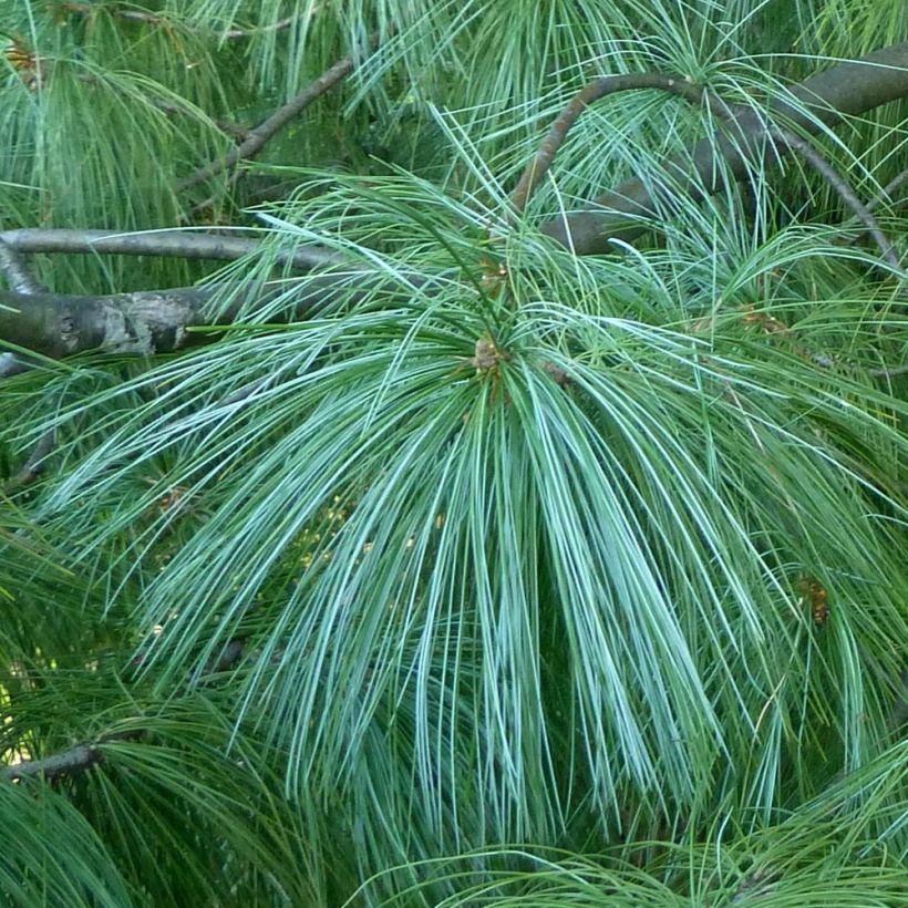 Kyynelmänty - Pinus wallichiana (Lehvistö)