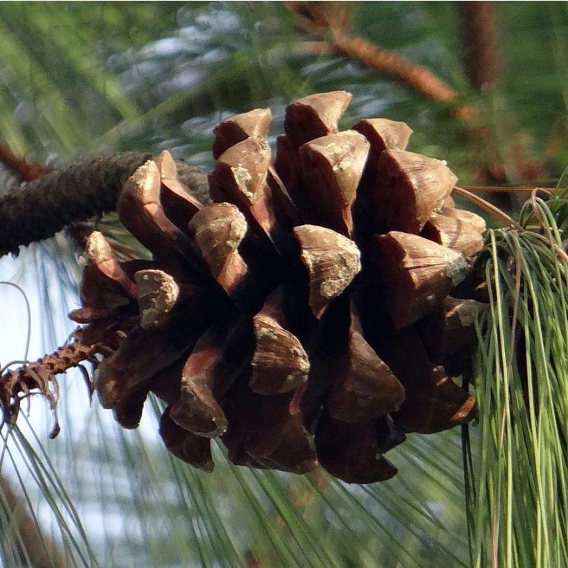 Kyynelmänty - Pinus wallichiana (Sadonkorjuu)