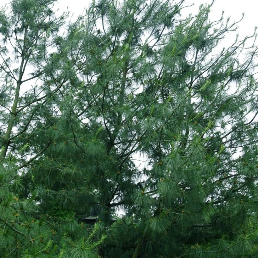 Kyynelmänty - Pinus wallichiana (Kasvutapa)