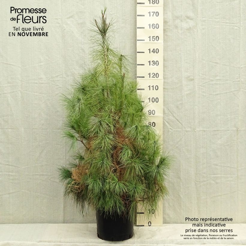 Esimerkki syksyllä toimitetusta Kyynelmänty - Pinus wallichiana 18 litran/20 litran ruukku-taimesta