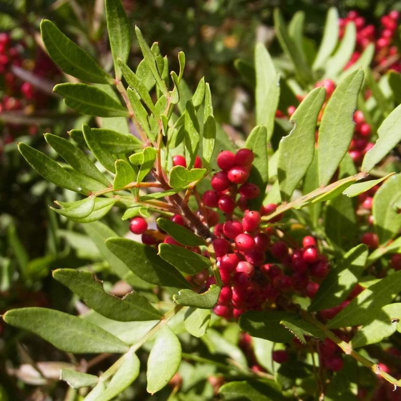 Mastiksipistaasi - Pistacia lentiscus (Lehvistö)