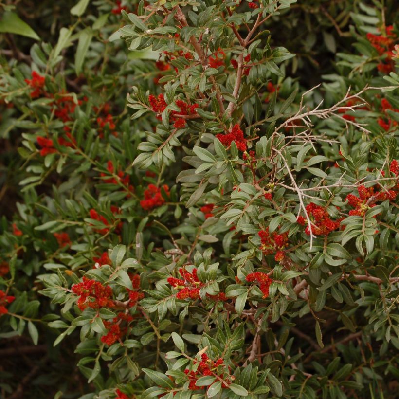 Mastiksipistaasi - Pistacia lentiscus (Kukinta)