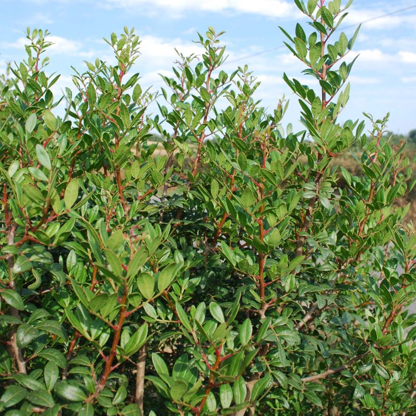 Mastiksipistaasi - Pistacia lentiscus (Kasvutapa)