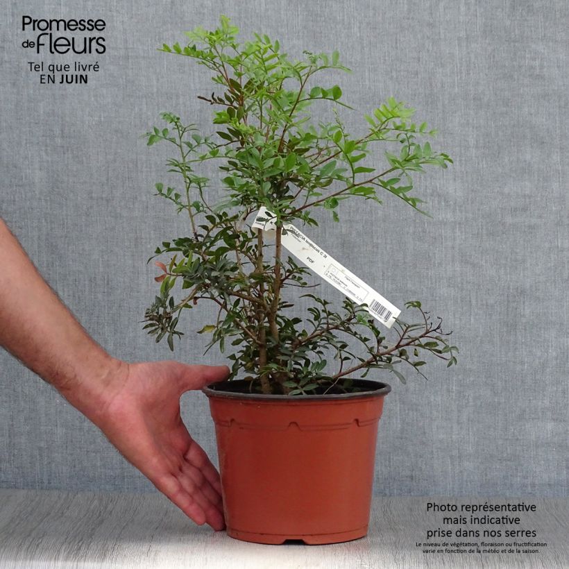 Esimerkki kesällä toimitetusta Mastiksipistaasi - Pistacia lentiscus Pot de 2L/3L-taimesta