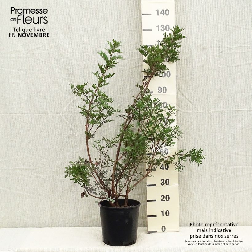 Esimerkki syksyllä toimitetusta Mastiksipistaasi - Pistacia lentiscus 6 litran/7 litran ruukku-taimesta
