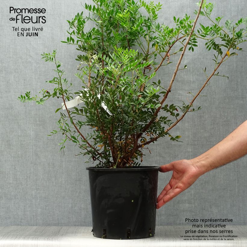 Esimerkki kesällä toimitetusta Mastiksipistaasi - Pistacia lentiscus Pot de 6L/7L-taimesta