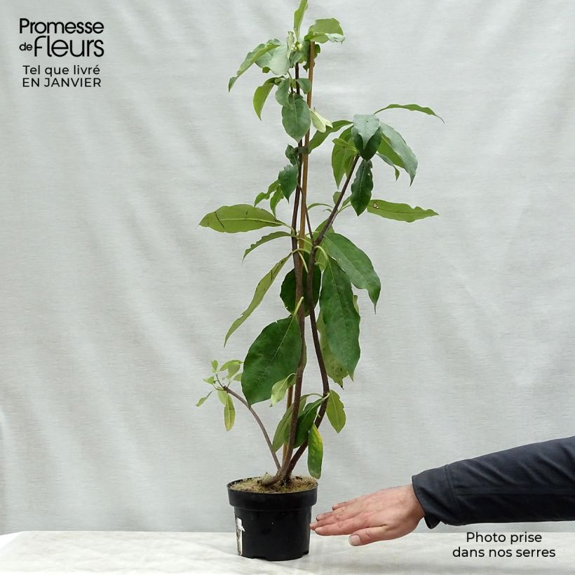 Esimerkki talvella toimitetusta Pittosporum daphniphylloides 2 litran/3 litran ruukku-taimesta