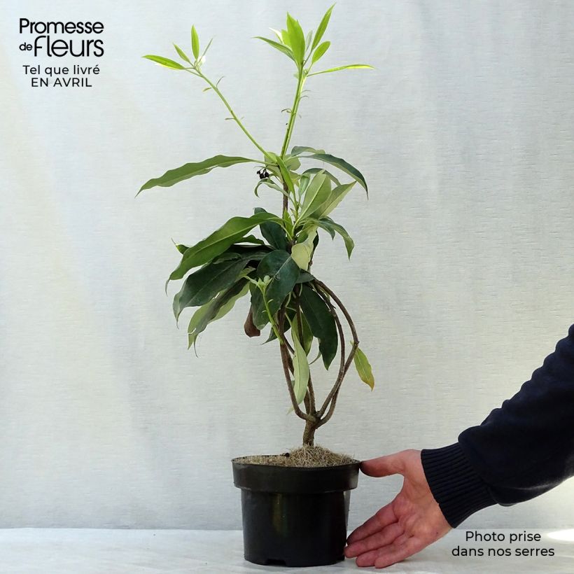 Esimerkki keväällä toimitetusta Pittosporum daphniphylloides Pot de 2L/3L-taimesta
