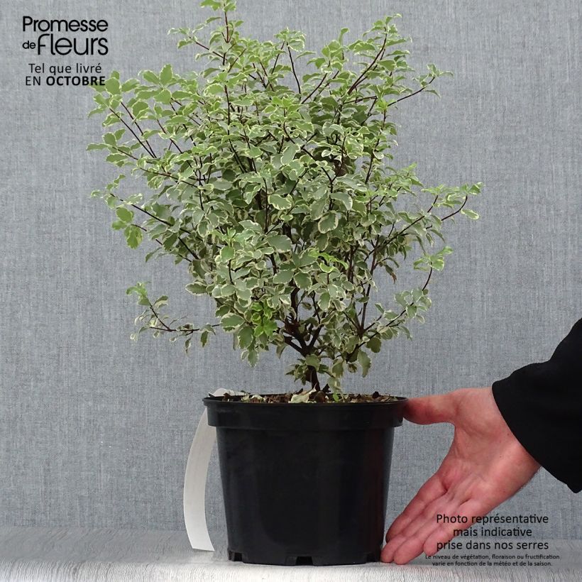 Esimerkki syksyllä toimitetusta Pittosporum eugenoides Variegatum 3 litran/4 litran ruukku-taimesta