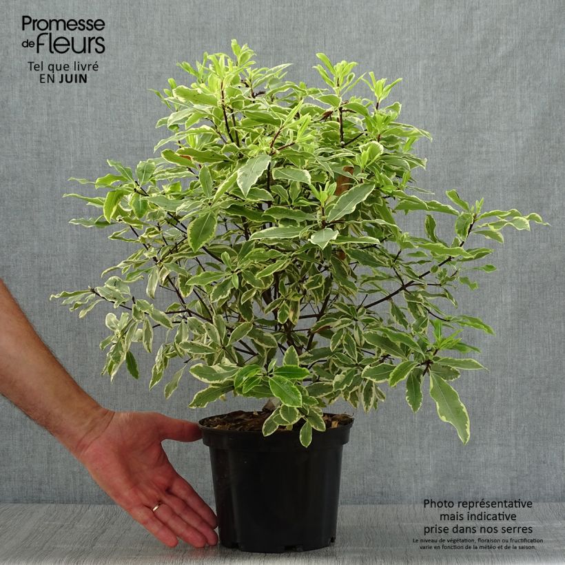 Esimerkki kesällä toimitetusta Pittosporum eugenoides Variegatum 3 litran/4 litran ruukku-taimesta