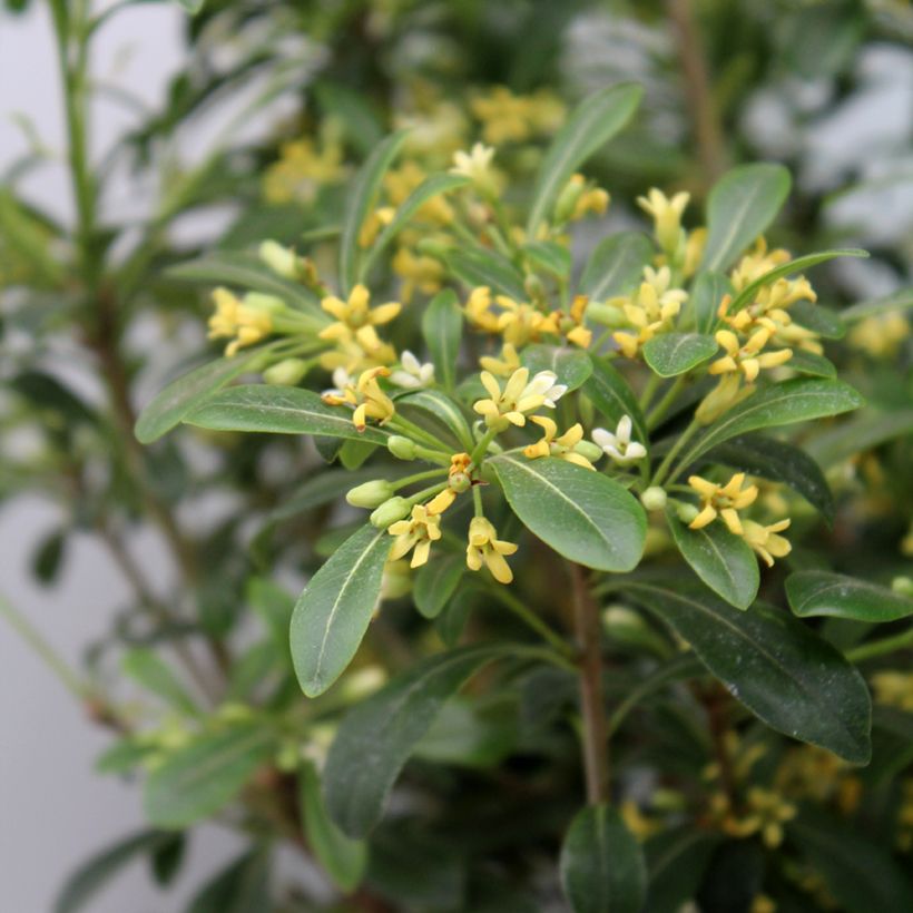 Pittosporum Jule1 Green Mound (Lehvistö)