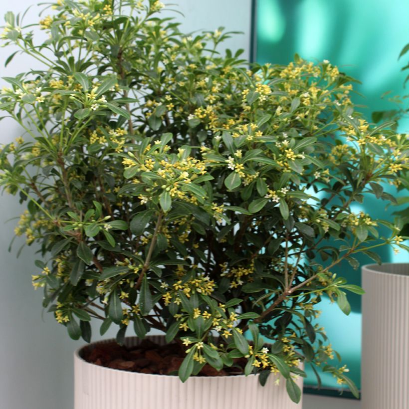 Pittosporum Jule1 Green Mound (Kasvutapa)