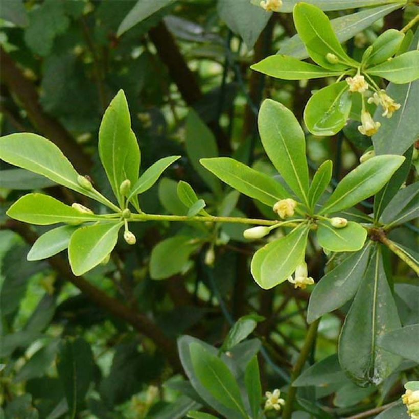 Pittosporum heterophyllum (Lehvistö)
