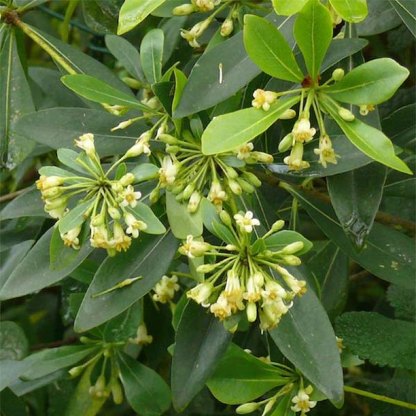 Pittosporum heterophyllum (Kukinta)