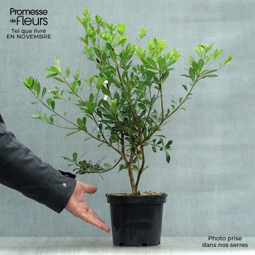 Esimerkki syksyllä toimitetusta Pittosporum heterophyllum 2 litran/3 litran ruukku-taimesta