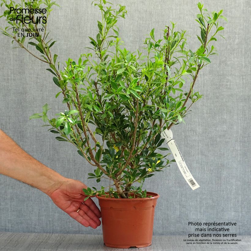 Esimerkki kesällä toimitetusta Pittosporum heterophyllum Ruukku 2L / 3L-taimesta