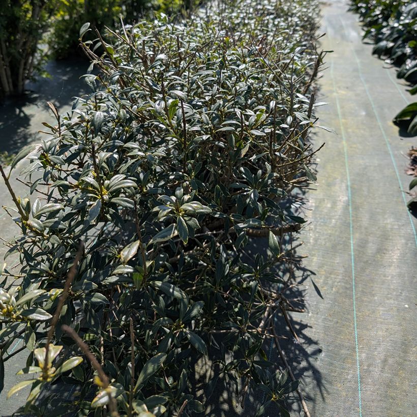 Pittosporum heterophyllum Quissac (Kasvutapa)