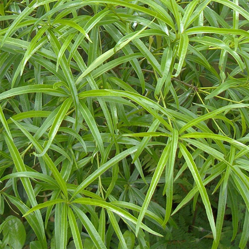 Pittosporum illicioides var. angustifolia (Lehvistö)