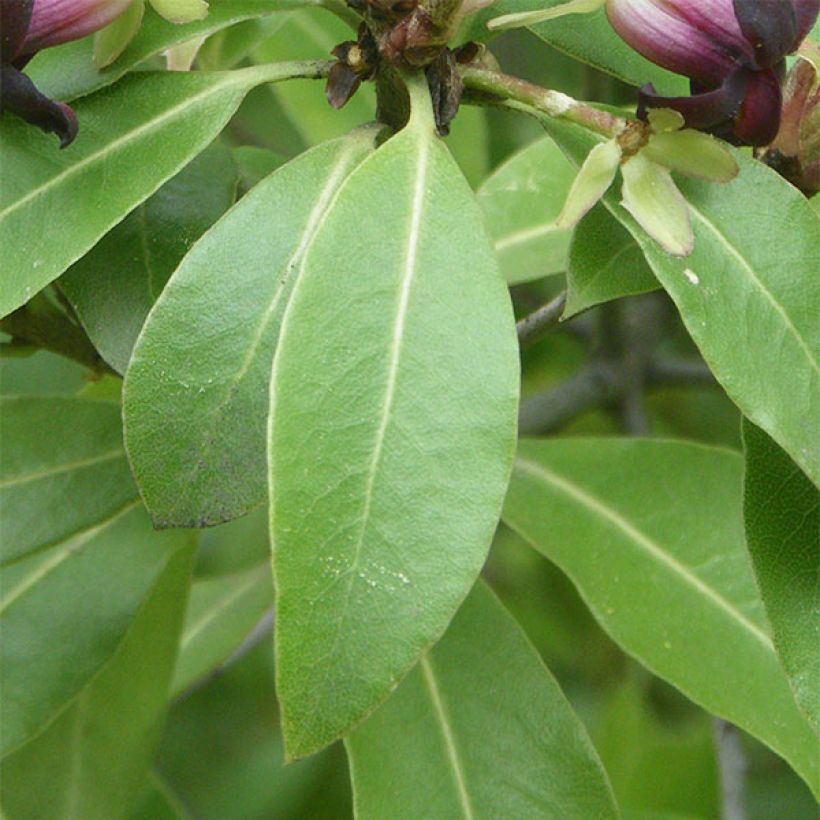 Poimukielopuu - Pittosporum tenuifolium (Lehvistö)