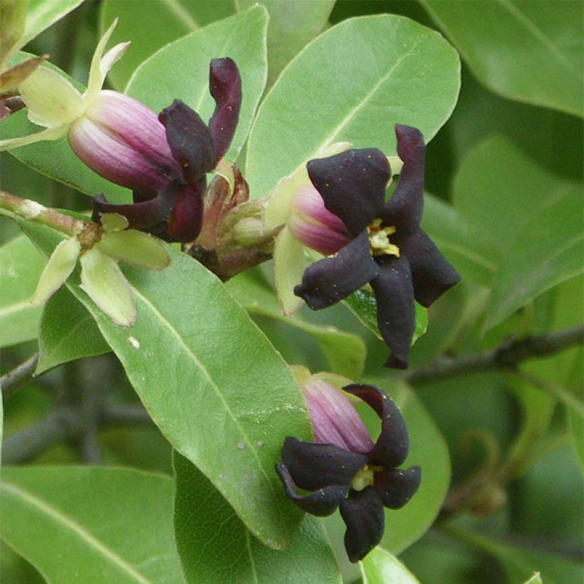 Poimukielopuu - Pittosporum tenuifolium (Kukinta)