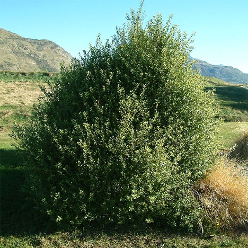 Poimukielopuu - Pittosporum tenuifolium (Kasvutapa)