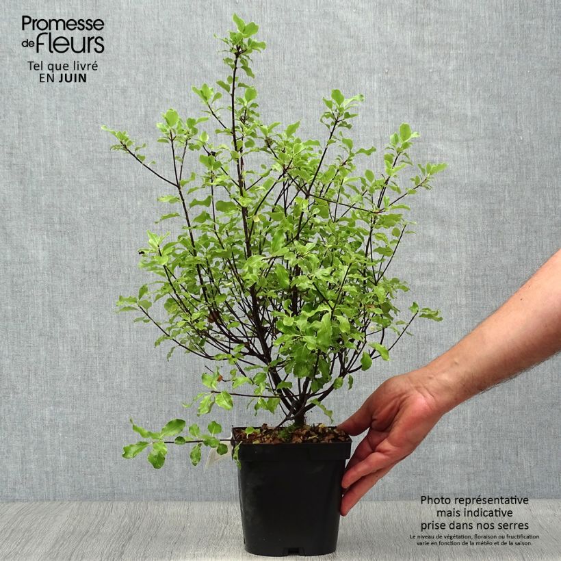 Esimerkki kesällä toimitetusta Poimukielopuu Minpitto Pot de 2L/3L-taimesta