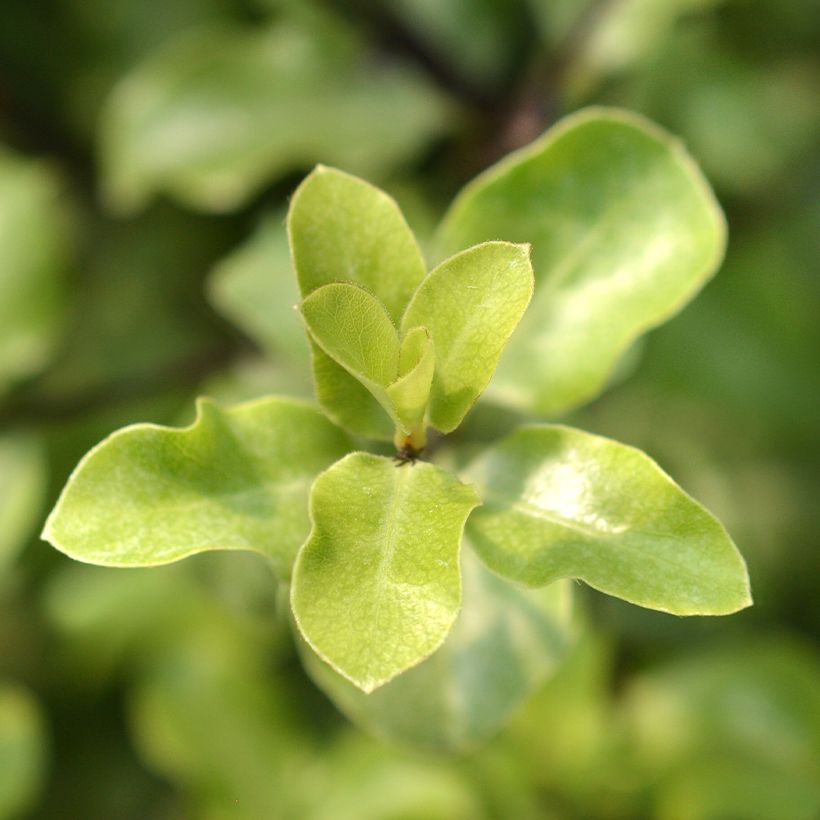 Poimukielopuu Green elf (Lehvistö)
