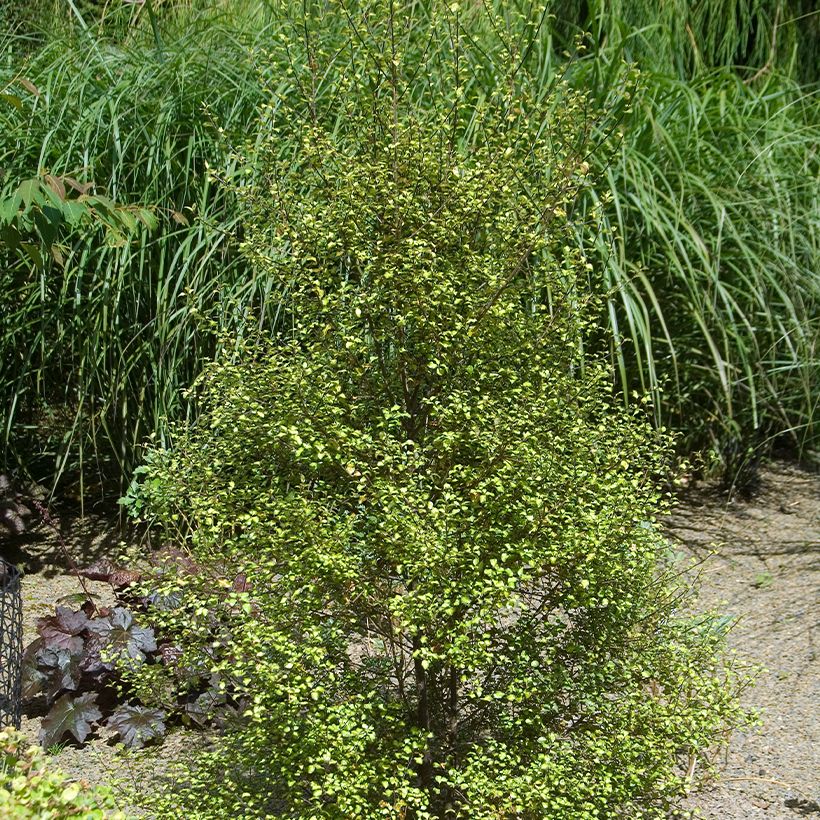Poimukielopuu Green elf (Kasvutapa)