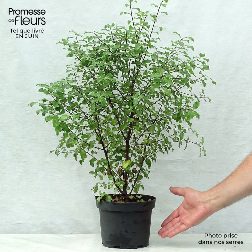 Esimerkki kesällä toimitetusta Poimukielopuu - Pittosporum tenuifolium Pot de 2L/3L-taimesta