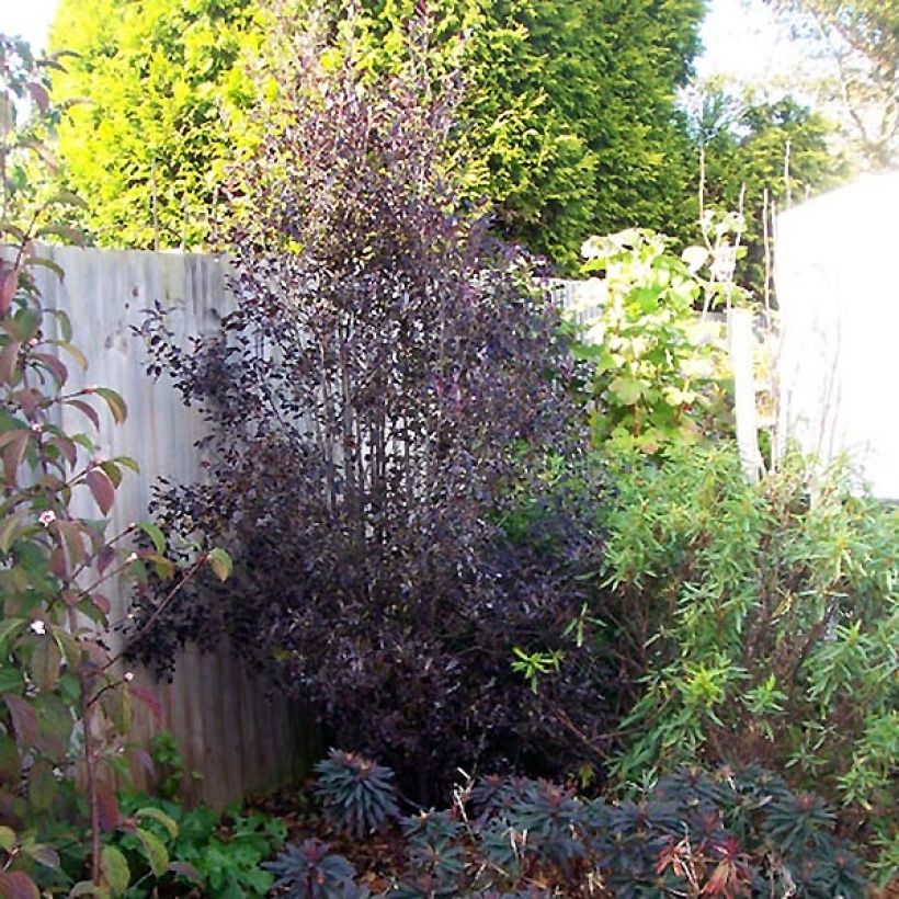 Poimukielopuu Purpureum (Kasvutapa)