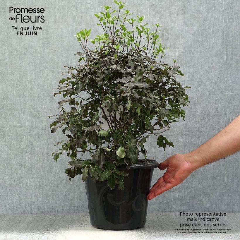 Esimerkki kesällä toimitetusta Poimukielopuu Purpureum Ruukku 7,5L / 10L-taimesta