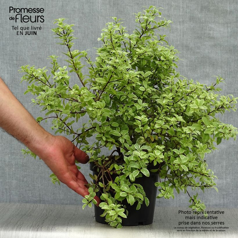 Esimerkki kesällä toimitetusta Poimukielopuu Silver Ball Pot de 2L/3L-taimesta
