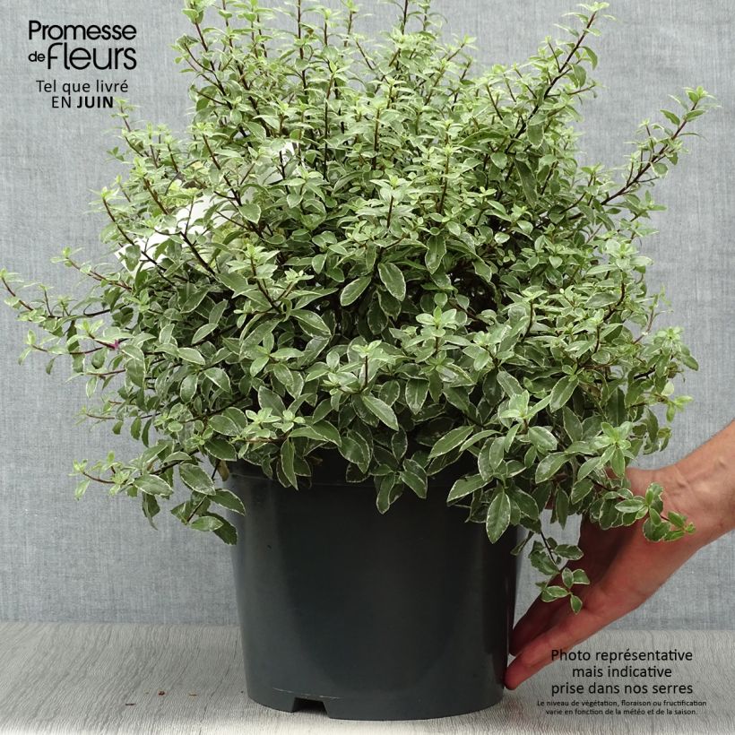 Esimerkki kesällä toimitetusta Poimukielopuu Silver Ball Pot de 7,5L/10L, Pallo-taimesta