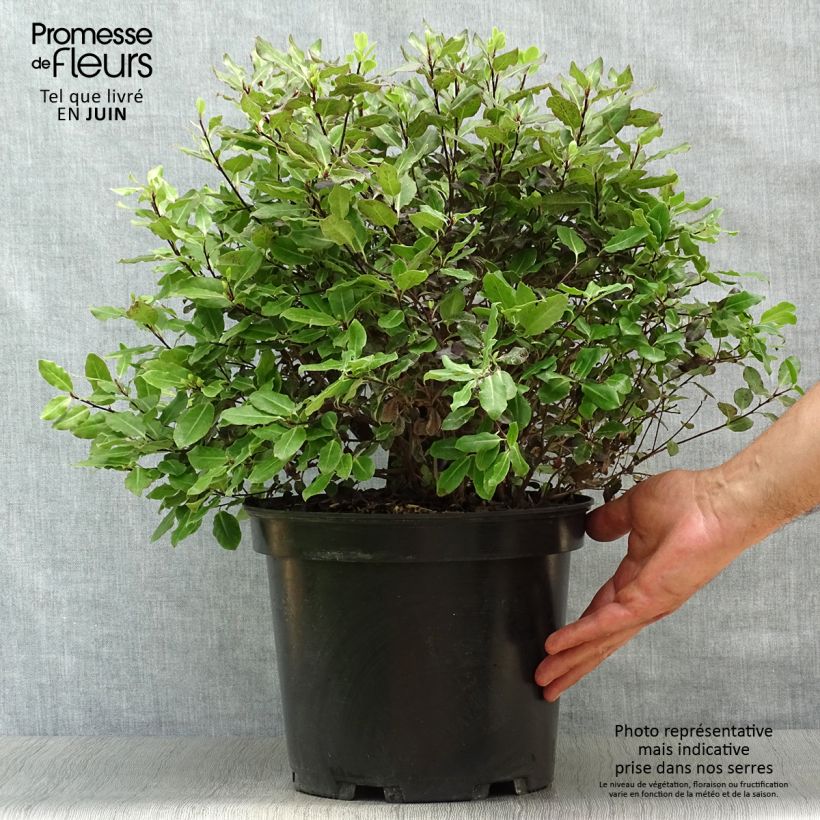 Esimerkki kesällä toimitetusta Poimukielopuu Tom Thumb Pot de 6L/7L-taimesta