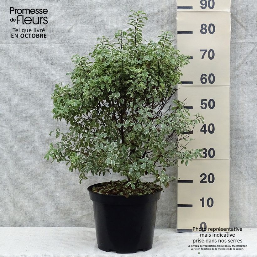 Esimerkki syksyllä toimitetusta Poimukielopuu Variegatum 7,5 litran / 10 litran ruukku-taimesta