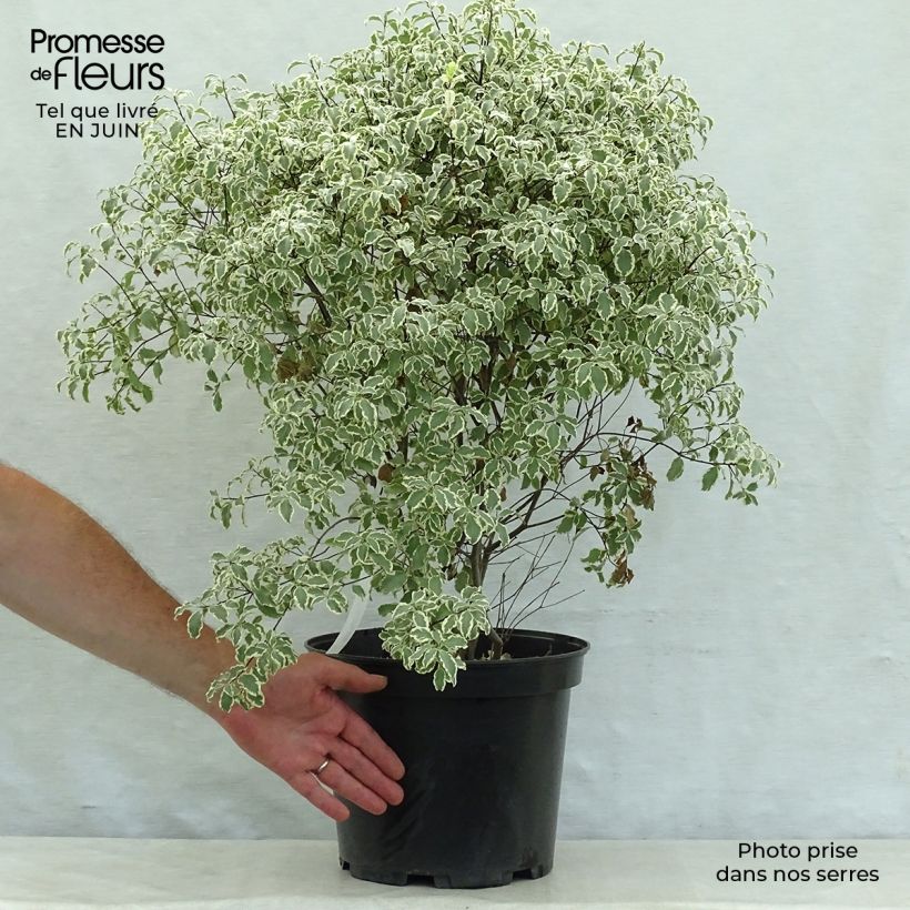 Esimerkki kesällä toimitetusta Poimukielopuu Variegatum Pot de 7,5L/10L-taimesta