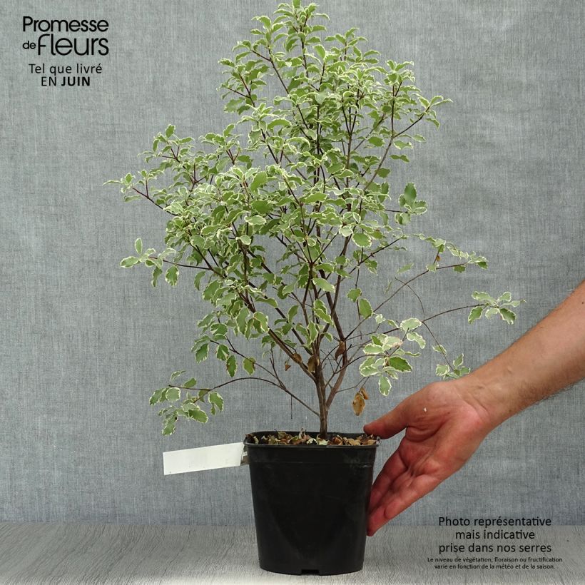 Esimerkki kesällä toimitetusta Poimukielopuu Variegatum Pot de 2L/3L-taimesta