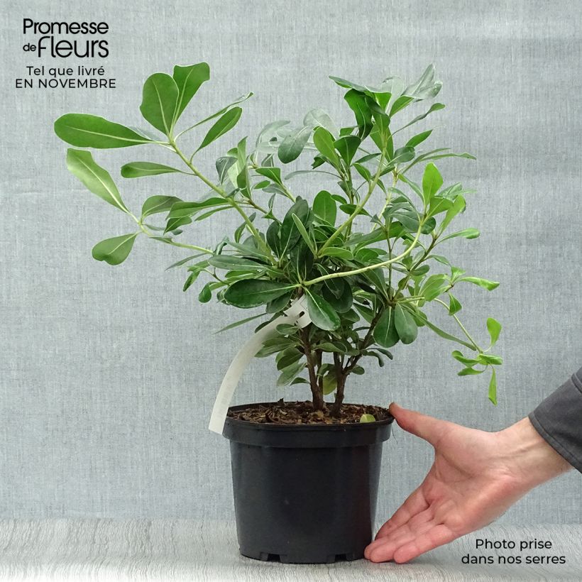 Esimerkki syksyllä toimitetusta Kiiltokielopuu - Pittosporum tobira 2 litran/3 litran ruukku-taimesta