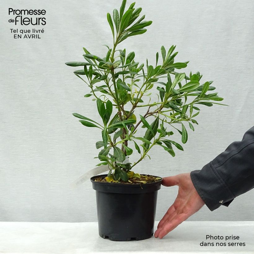 Example of Kiiltokielopuu - Pittosporum tobira Pot de 2L/3L as you get in printemps