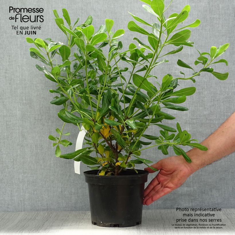 Esimerkki kesällä toimitetusta Kiiltokielopuu - Pittosporum tobira Ruukku 2L / 3L-taimesta