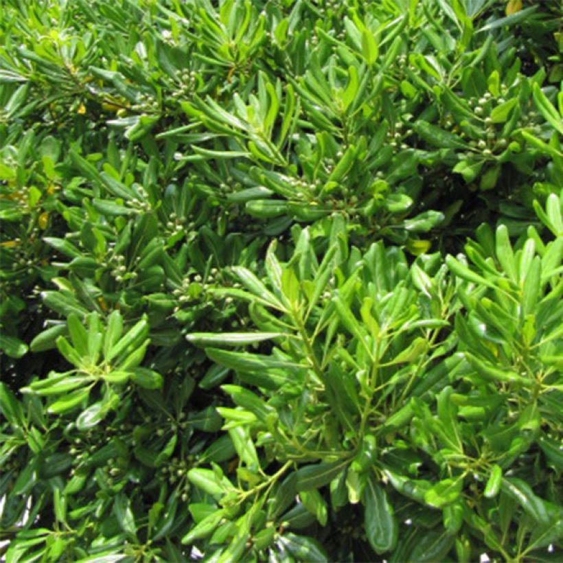 Kiiltokielopuu - Pittosporum tobira (Foliage)