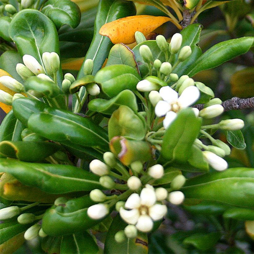 Kiiltokielopuu - Pittosporum tobira (Flowering)