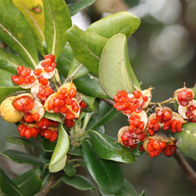 Kiiltokielopuu - Pittosporum tobira (Harvest)